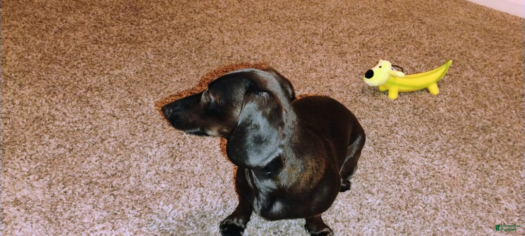 Dachshund dogs for sale: Sophie - Image 3