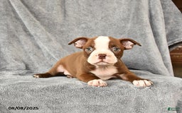 Boston Terrier dogs for sale: Marley - Image 2