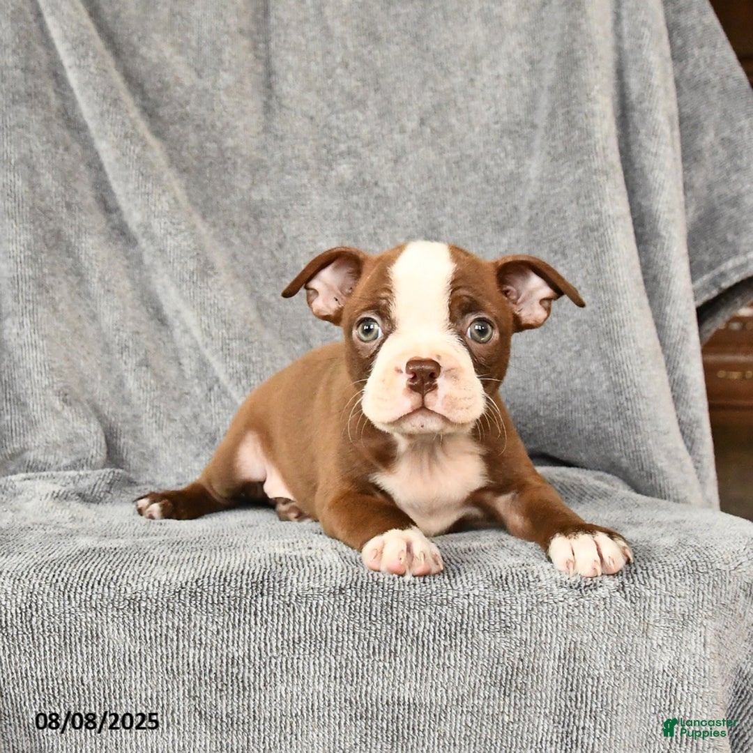 Boston Terrier dogs for sale: Marley - Image 2
