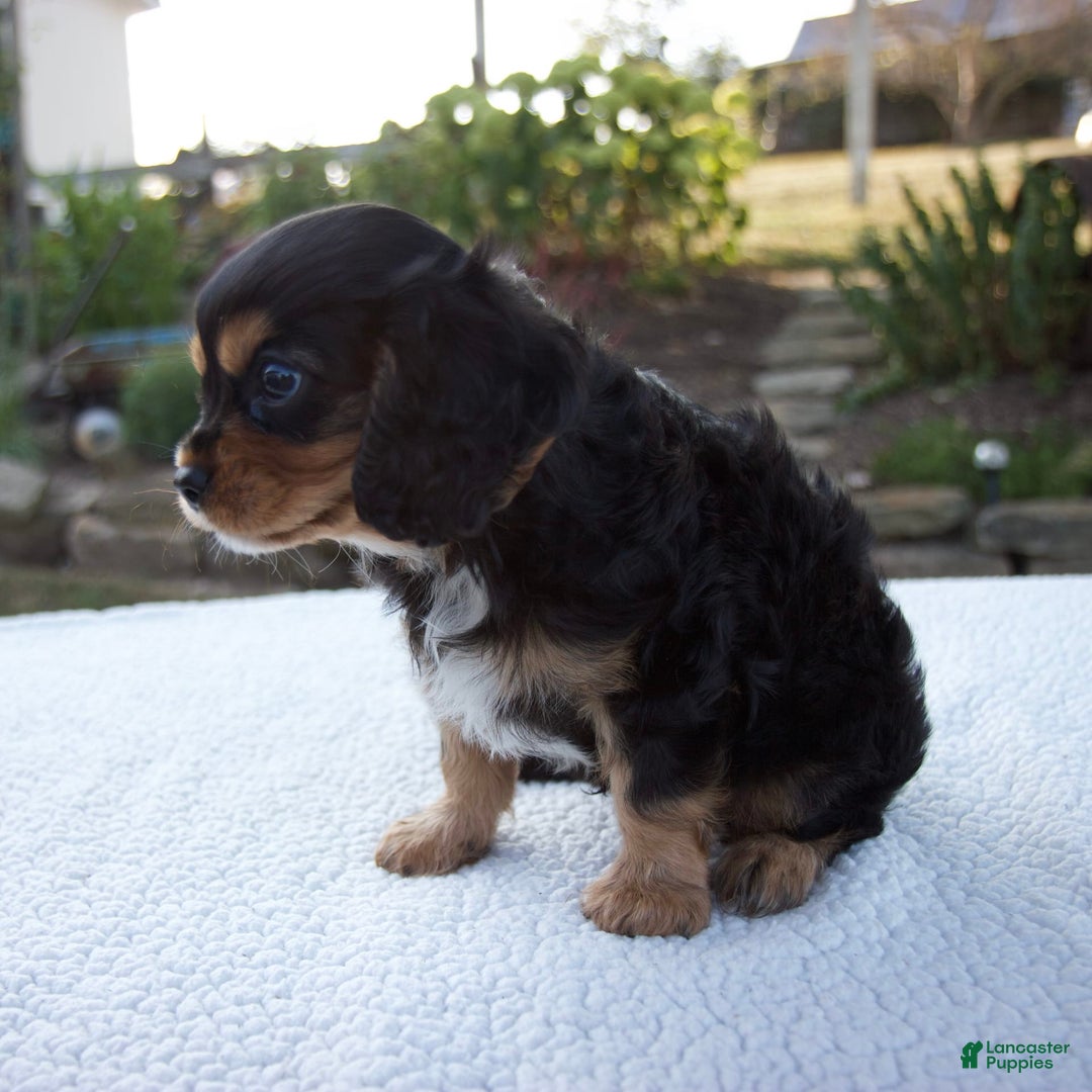 Cavalier King Charles Spaniel dogs for sale: Cooper - Image 6
