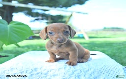 Dachshund dogs for sale: Layla - Image 2