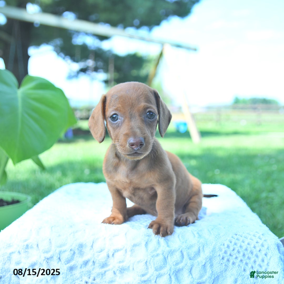 Dachshund dogs for sale: Layla - Image 2