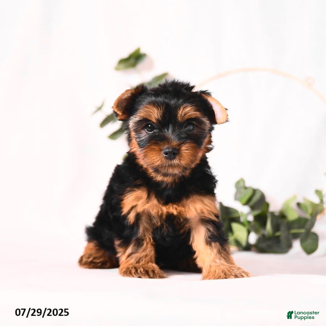 Yorkshire Terrier dogs for sale: Zara - Image 3
