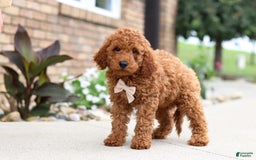 Goldendoodle dogs for sale: Hawk - Image 18