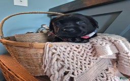 Labrador Retriever dogs for sale: Stanley Hudson - Image 5