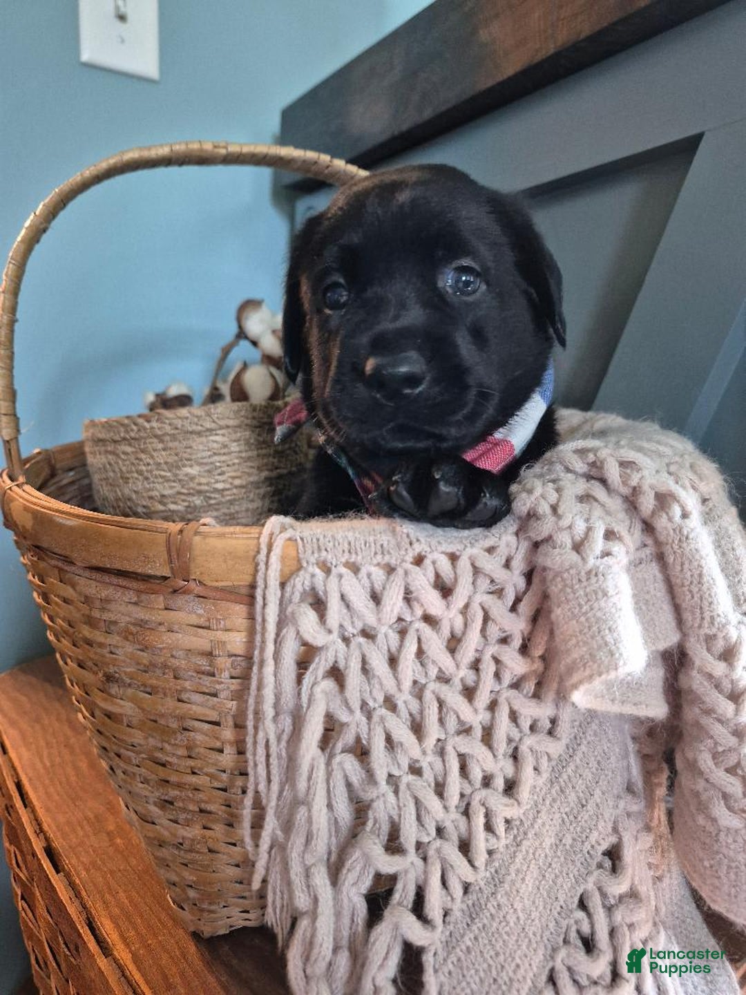 Labrador Retriever dogs for sale: Stanley Hudson - Image 5