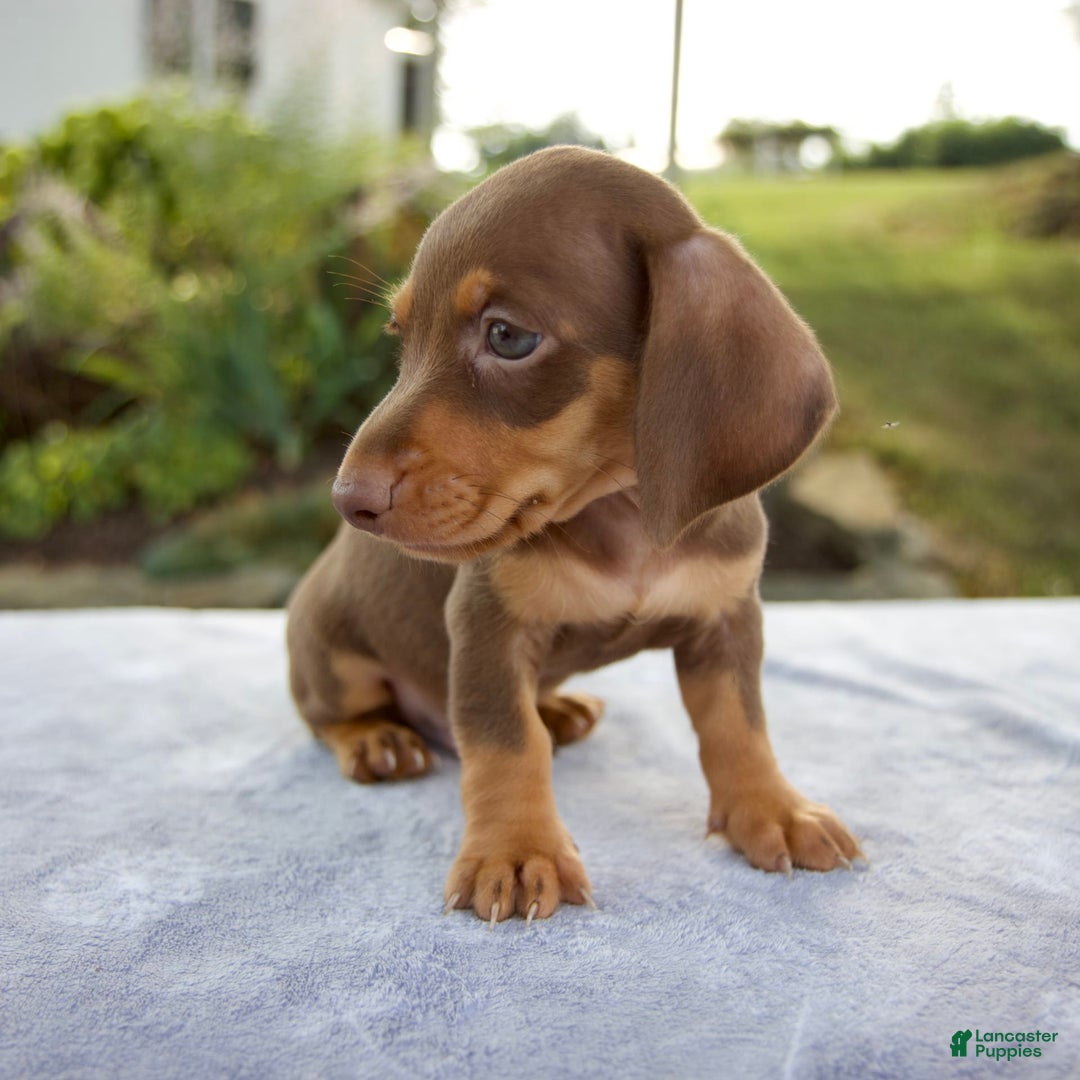 Miniature Dachshund dogs for sale: Frisco - Image 5