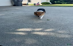 Welsh Corgi Pembroke dogs for sale: Clara - Image 12