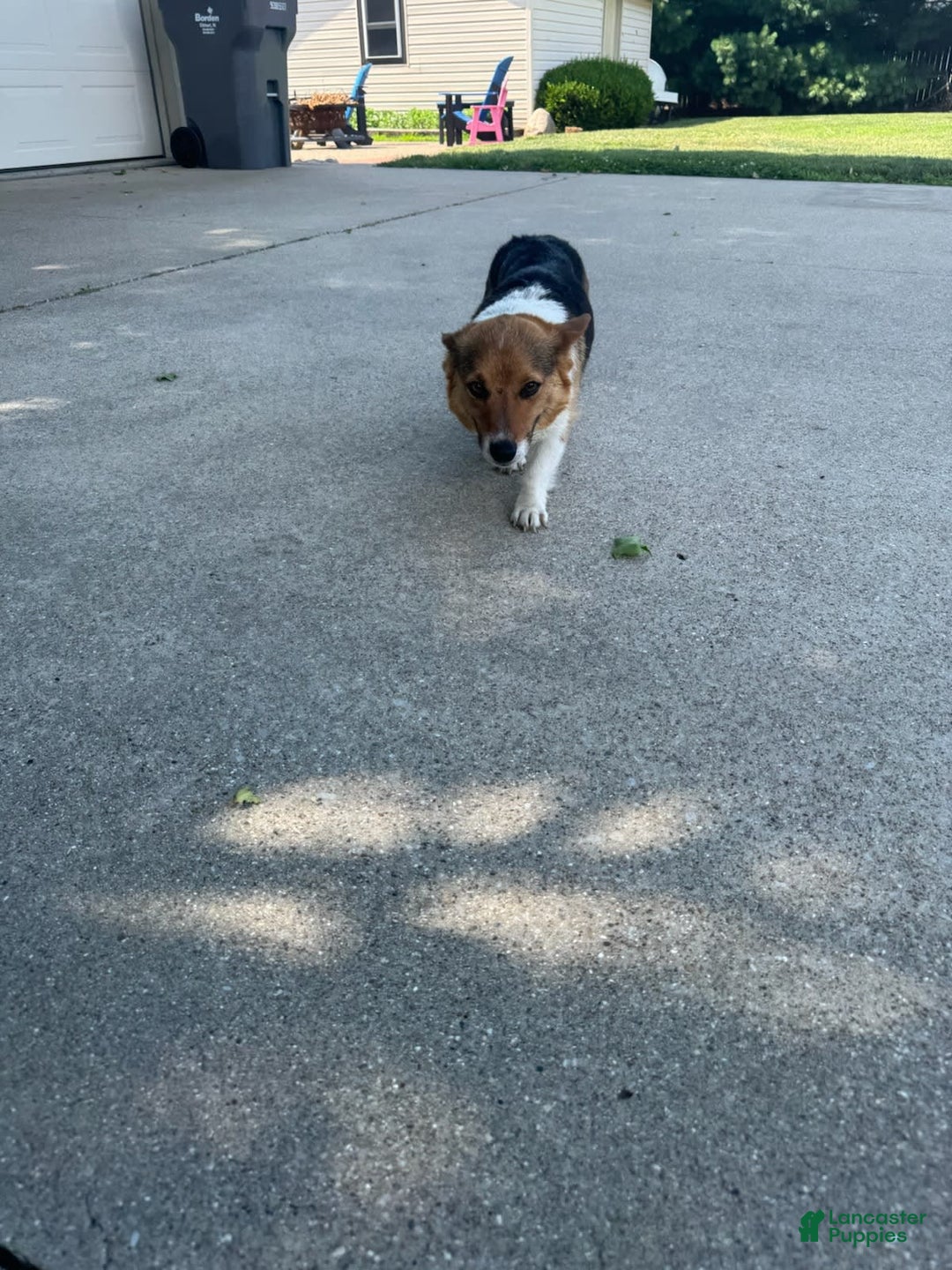 Welsh Corgi Pembroke dogs for sale: Clara - Image 12