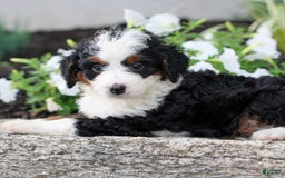 Mini Bernedoodle dogs for sale: Melissa - Image 4