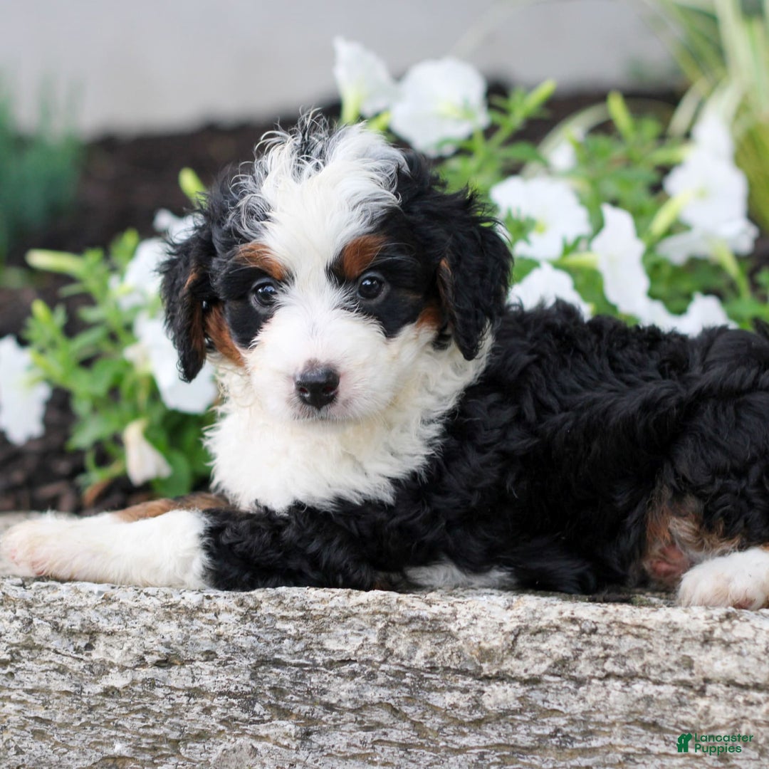 Mini Bernedoodle dogs for sale: Melissa - Image 4
