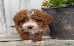 Cavapoo dogs for sale: Parker - Image 5