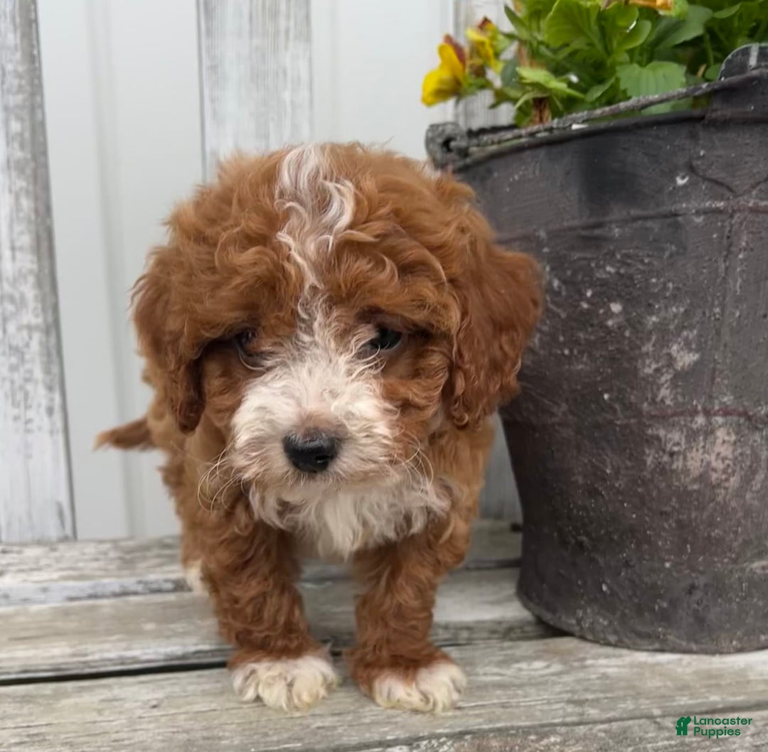 Cavapoo dogs for sale: Parker - Image 5
