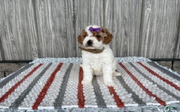 Mini Goldendoodle dogs for sale: Darla - Image 9