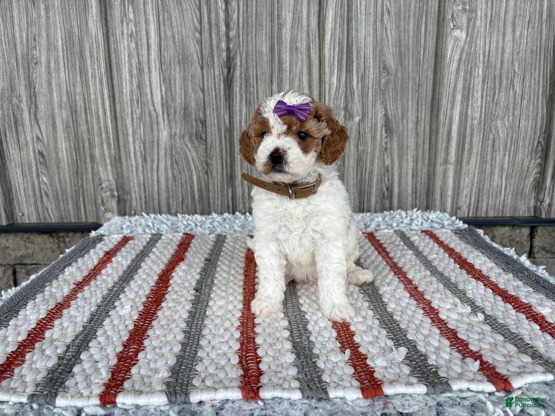 Mini Goldendoodle dogs for sale: Darla - Image 9