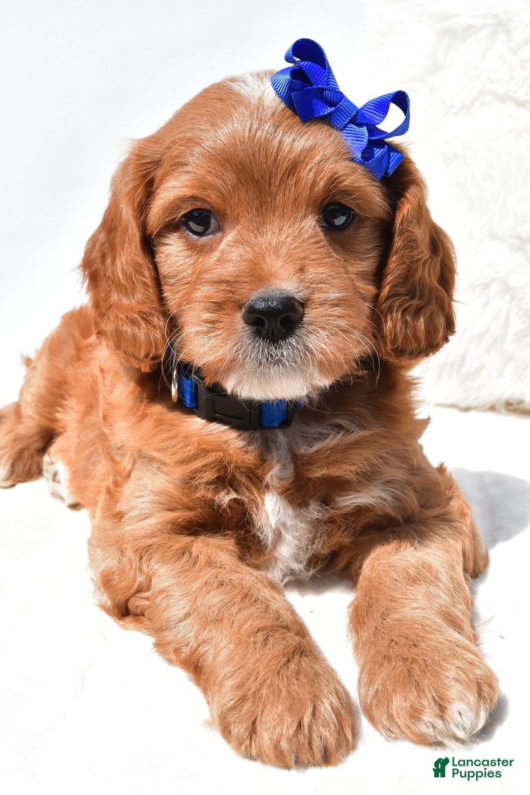 Mini Goldendoodle dogs for sale: Rascal - Image 5