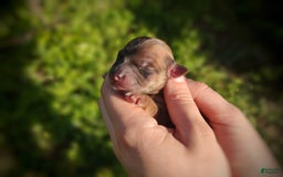 Morkie dogs for sale: Rare Gold Merle Beetle - Image 11