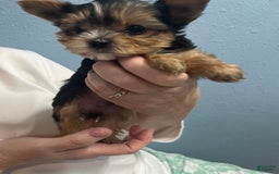Yorkshire Terrier dogs for sale: Jacob - Image 4