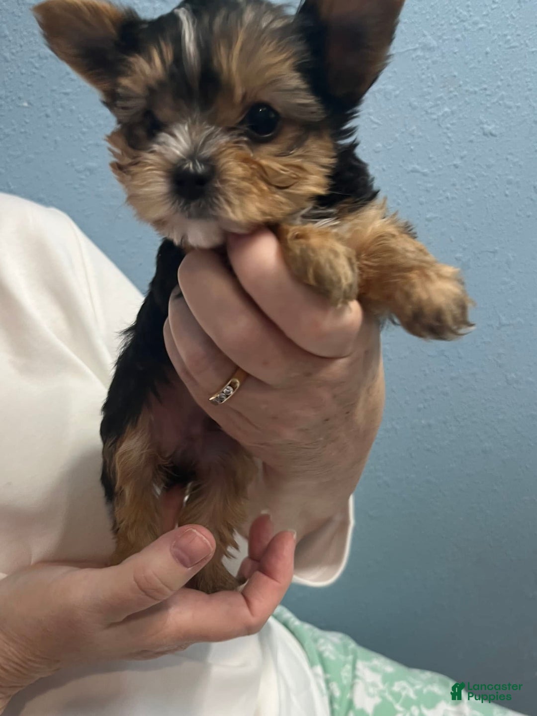 Yorkshire Terrier dogs for sale: Jacob - Image 4