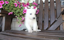 German Shepherd dogs for sale: Joey - Image 6