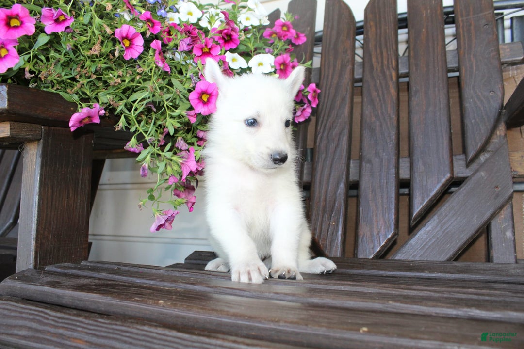 German Shepherd dogs for sale: Joey - Image 6