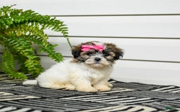 Teddy Bear dogs for sale: Twix - Image 2