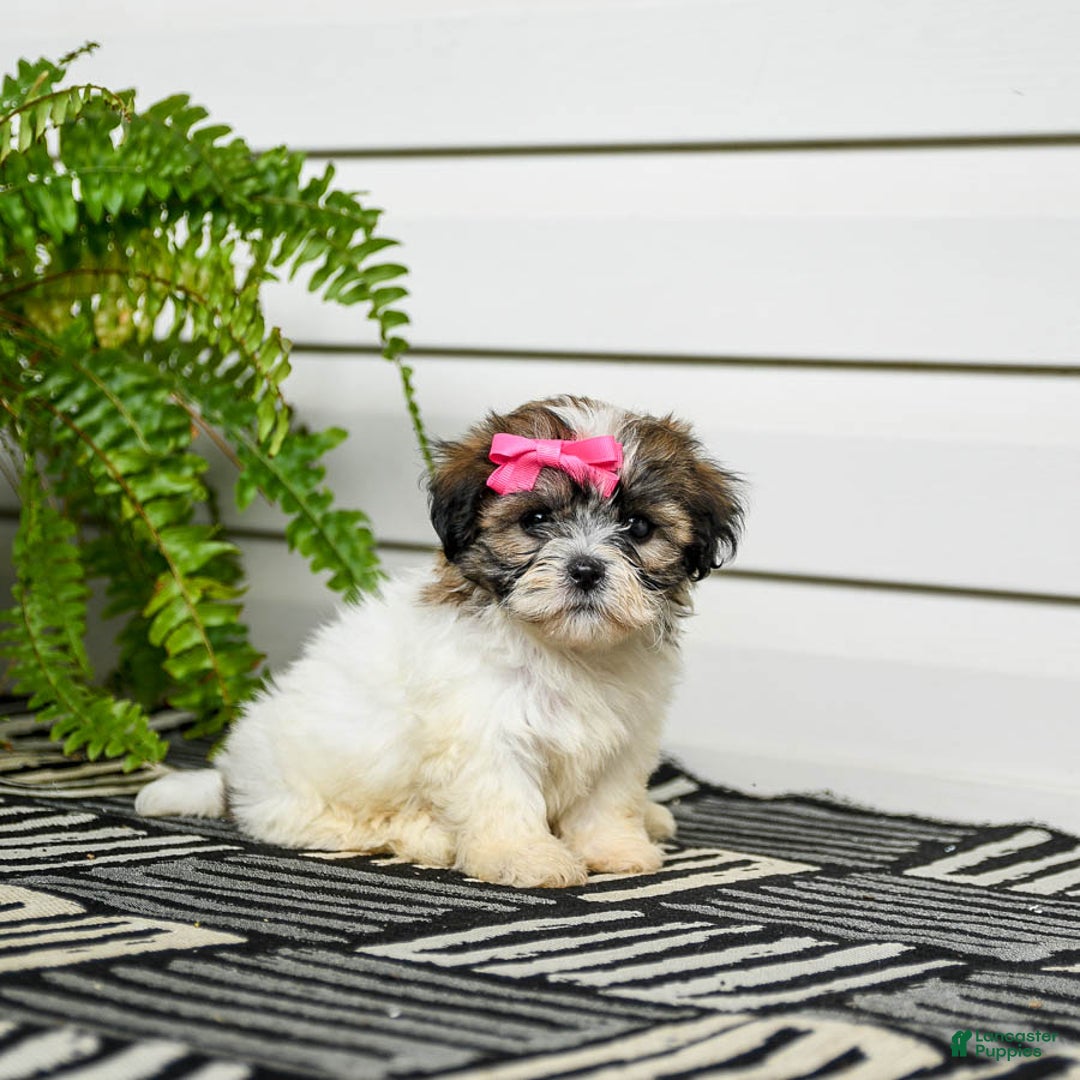 Teddy Bear dogs for sale: Twix - Image 2