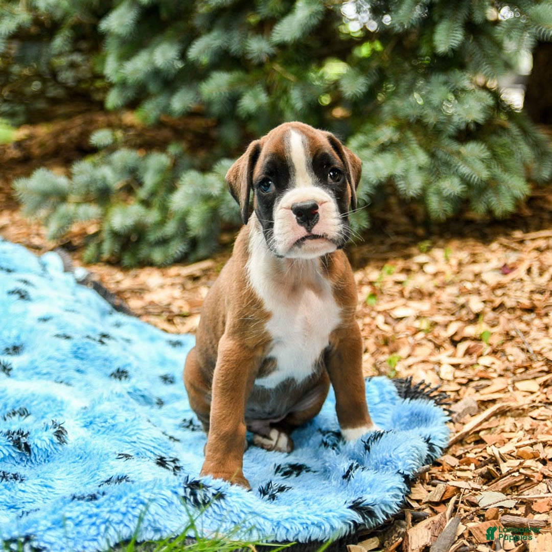 Boxer dogs for sale: Hero - Image 3