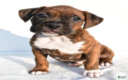 Boxer dogs for sale: Maxine - Image 3