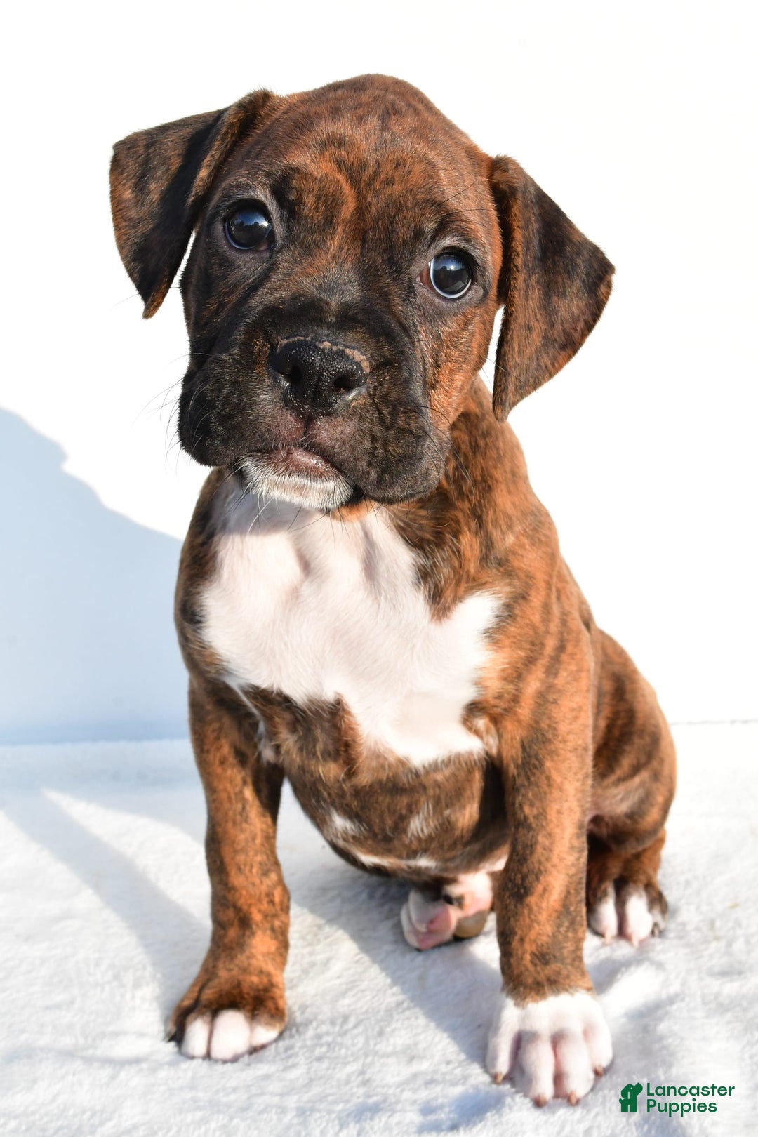 Boxer dogs for sale: Maxine - Image 3