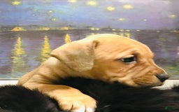 American Staffordshire Terrier dogs for sale: Galinda - Image 14