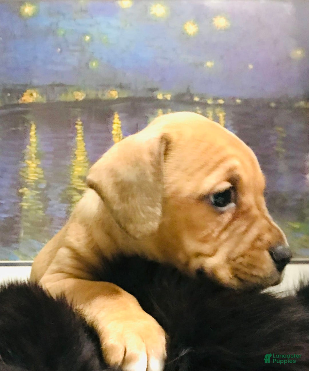 American Staffordshire Terrier dogs for sale: Galinda - Image 14