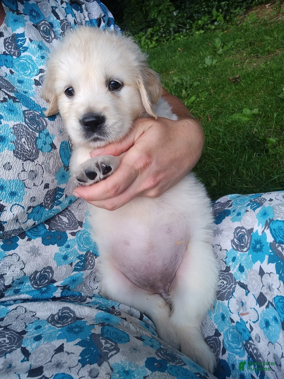 Golden Retriever dogs for sale: Poppy - Image 2