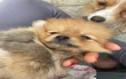 Pomeranian dogs for sale: Jamie - Image 6
