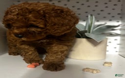 Cockapoo dogs for sale: Bruno - Image 4