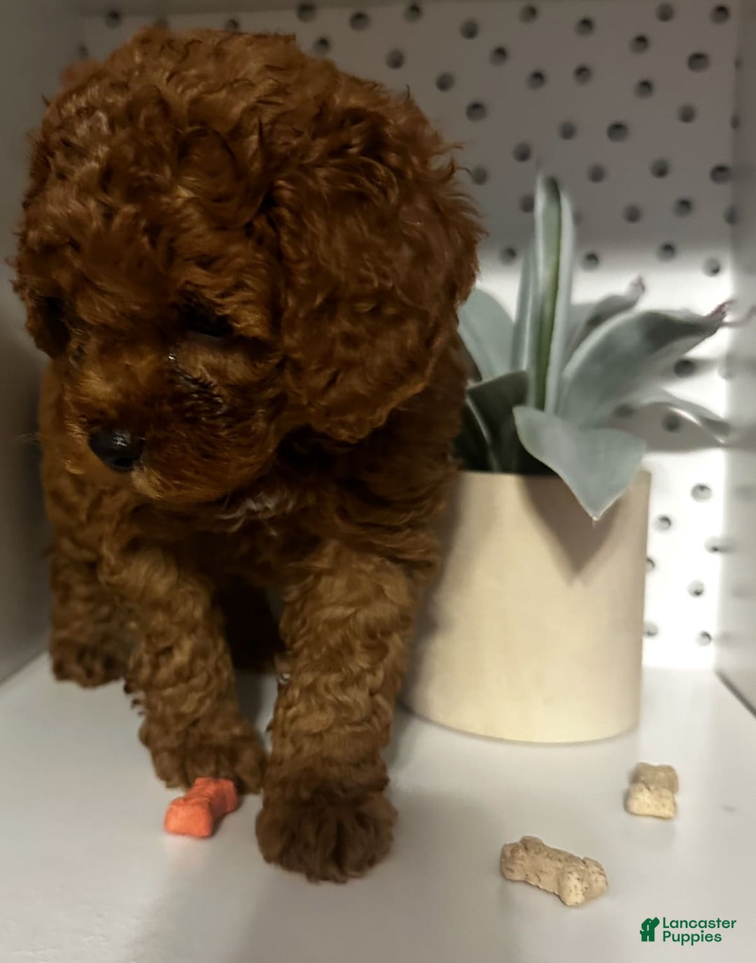 Cockapoo dogs for sale: Bruno - Image 4