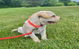 Mini Hippo dogs for sale: Dasher - Image 5
