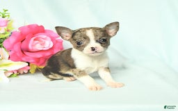 Chihuahua dogs for sale: Toby - Image 5