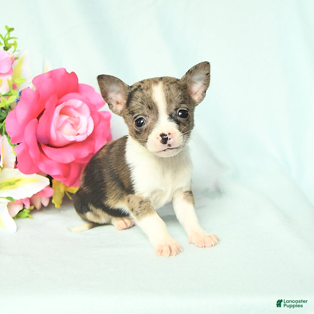 Chihuahua dogs for sale: Toby - Image 5