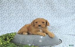 Cavapoo dogs for sale: Romeo - Image 7