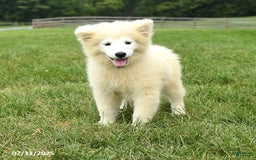 Samoyed dogs for sale: Daisy - Image 8