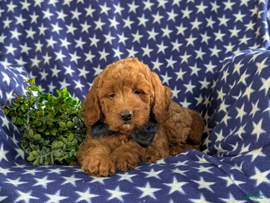 Mini Goldendoodle dogs for sale: Hunter Hypoallergenic - Image 4