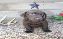 Labrador Retriever dogs for sale: Remington - Image 10