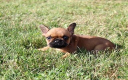 French Bulldog dogs for sale: Izzy - Image 2