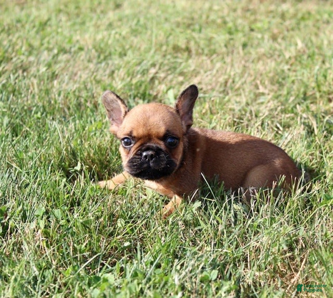French Bulldog dogs for sale: Izzy - Image 2