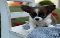 Chihuahua dogs for sale: Seraphina - Image 1