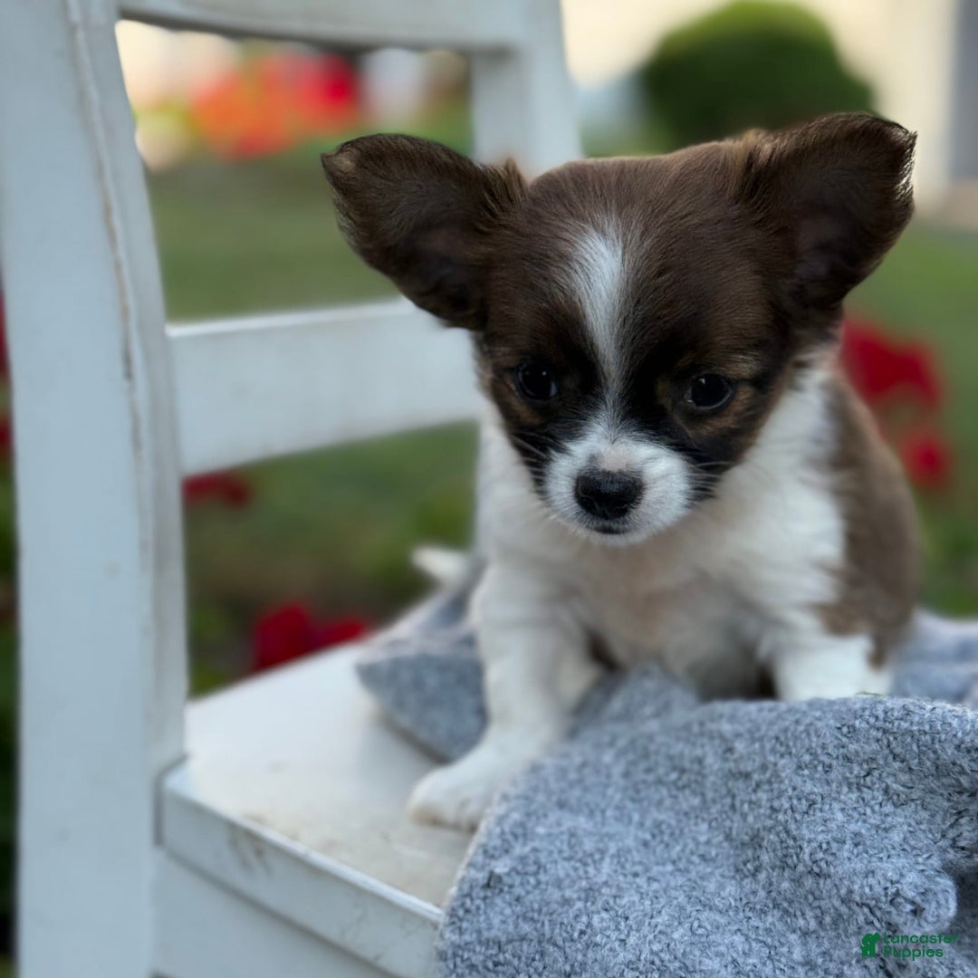 Chihuahua dogs for sale: Seraphina - Image 1