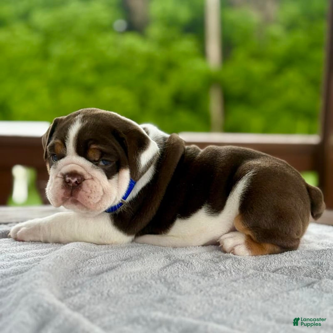 English Bulldog dogs for sale: Gisele - Image 2