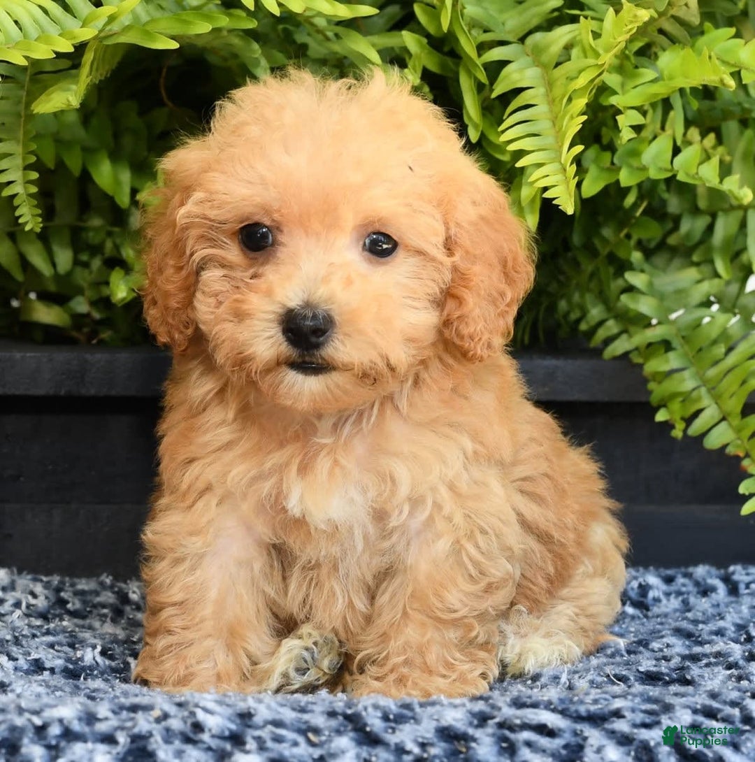 Havapoo dogs for sale: Mocha - Image 2