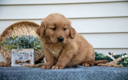 Golden Retriever dogs for sale: Mason - Image 4